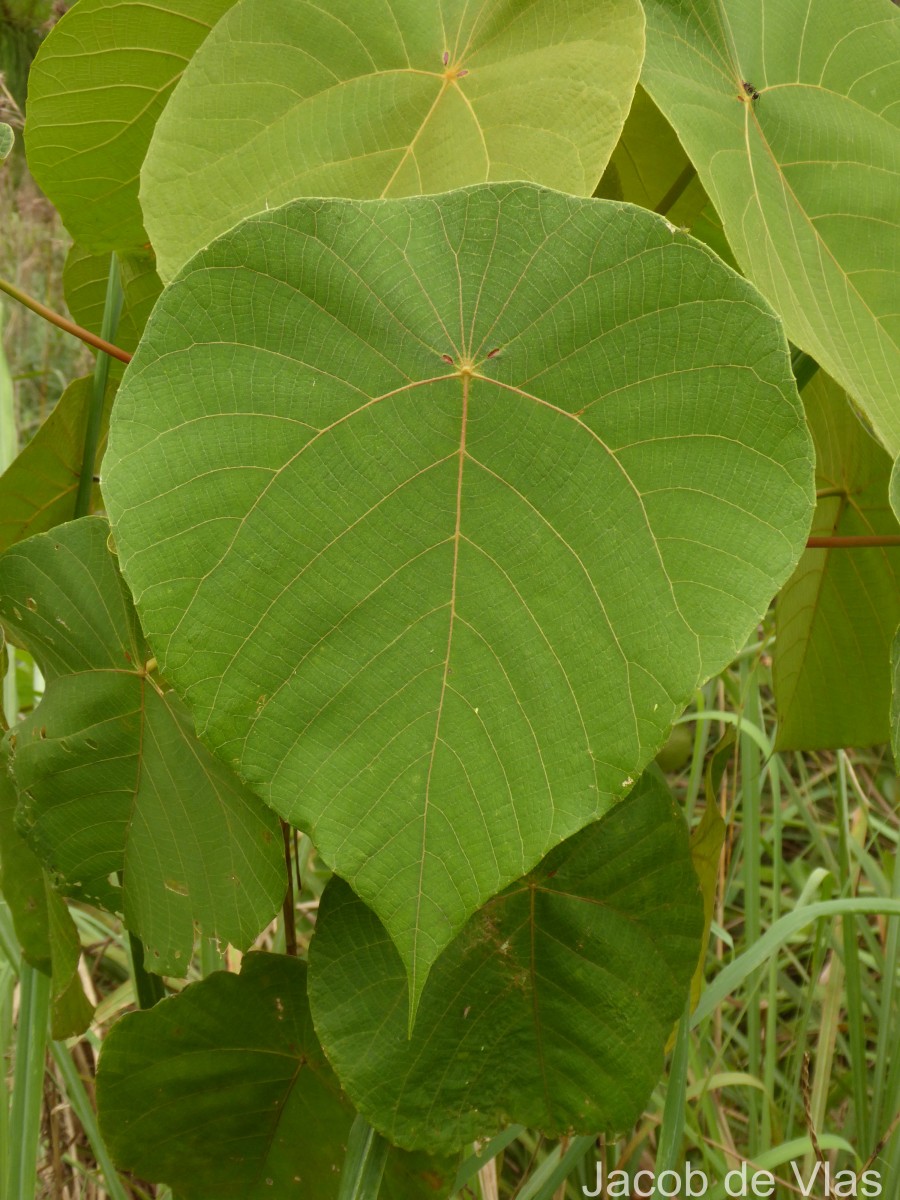 Macaranga indica Wight